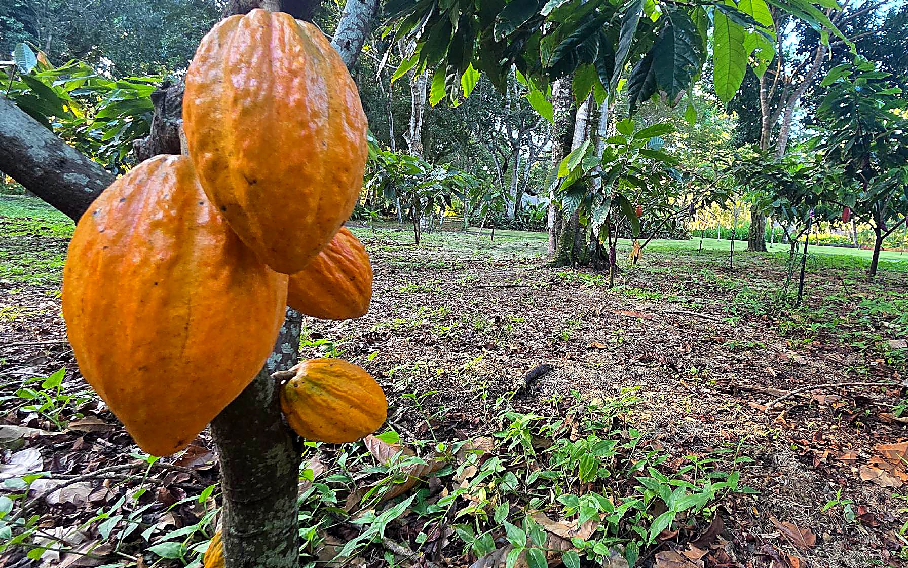 Cacao pods ripening in the grove