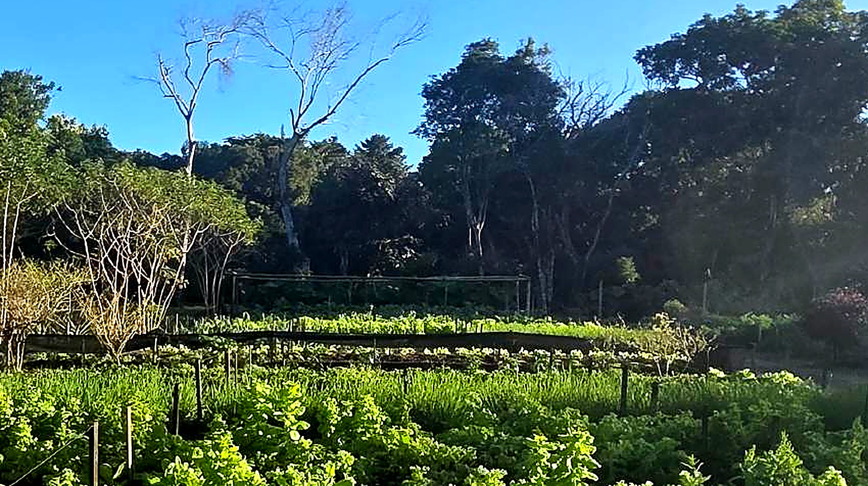 The organic garden in the early morning