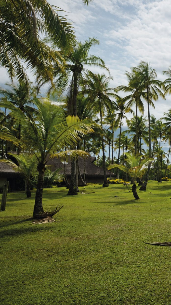 Coconut palms and open lawn inside the estate