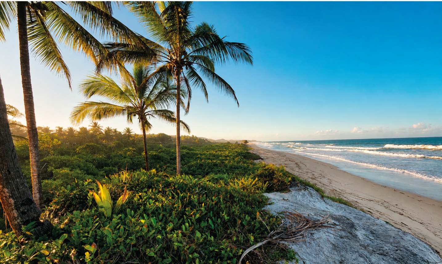 Palms and restinga along the beach at sunrise