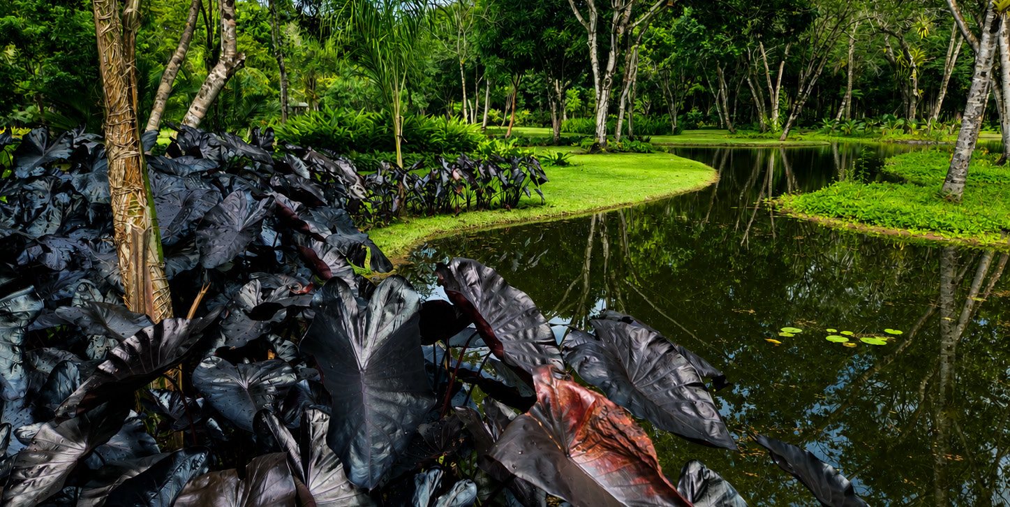Dark foliage at the edge of the lake